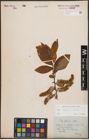 Foto von Salix caprea L. x Salix silesiaca Willd.